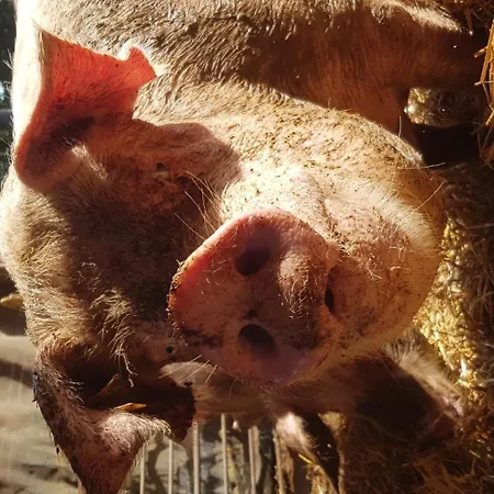 Hof Brockmann - Groat Fleet דירה *